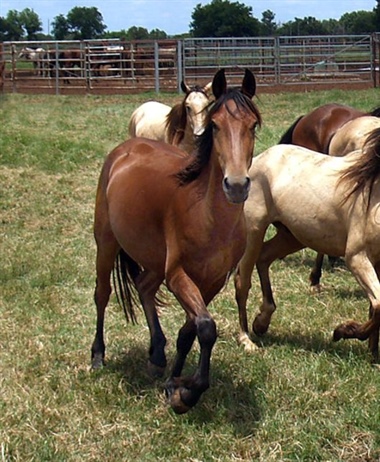 US Government moves forward on Euthanizing over 45,000 Horses