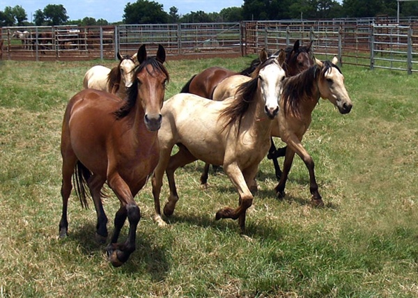 US Government moves forward on Euthanizing over 45,000 Horses