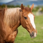 Exercise  Benefits Older Horses