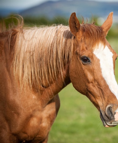 Exercise  Benefits Older Horses