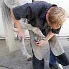 Cornell University Offers Farrier Courses