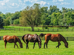 Vaccinating Fido Against Rabies? Don’t Forget Your Horse